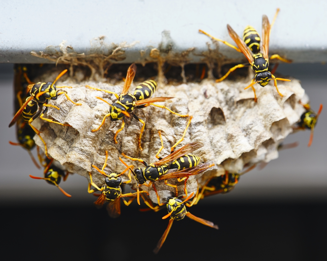 wasp nest