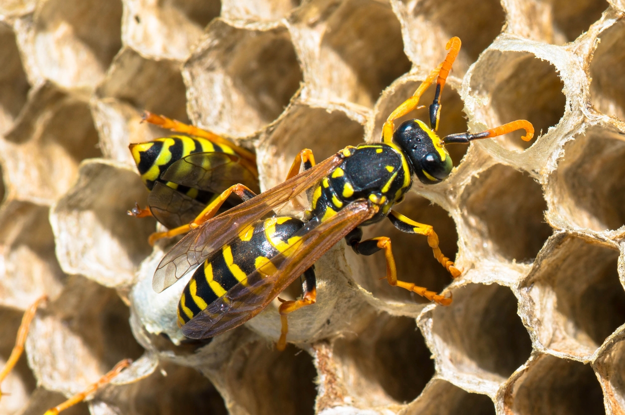 5 Common Misconceptions About Wasps