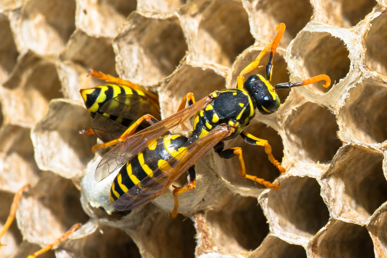 Wasp Nest