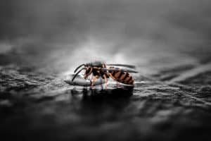 Wasp removal