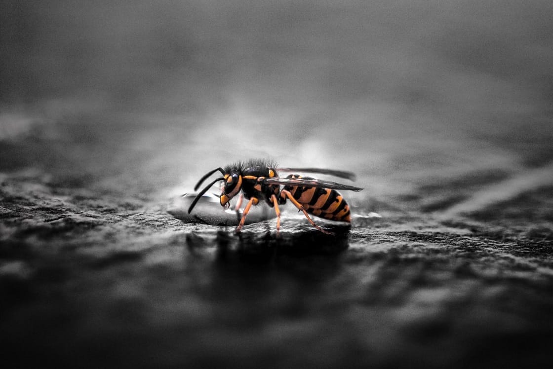 4 Reasons Professional Wasp Removal Is Necessary