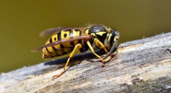 What You Should Know About the Summer Wasp Season