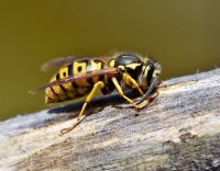 What You Should Know About the Summer Wasp Season