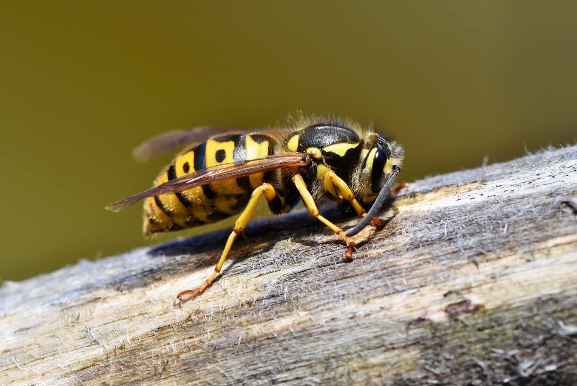 What You Should Know About the Summer Wasp Season
