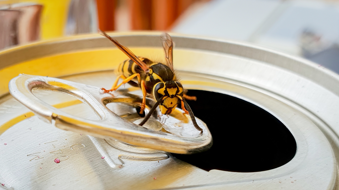 Tips for Avoiding Wasp Stings