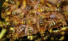 wasps