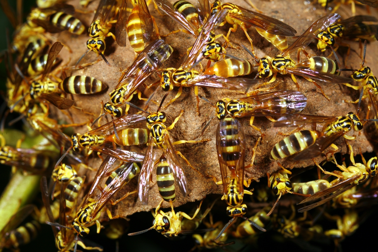 What to do If You’re Attacked by Wasps