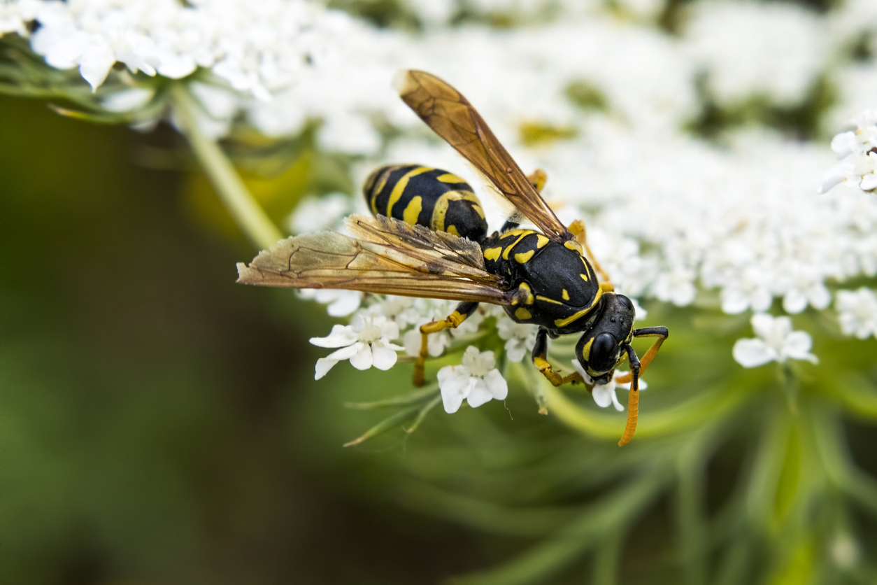 What Attracts Wasps to Your Home or Business?
