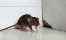 household pests